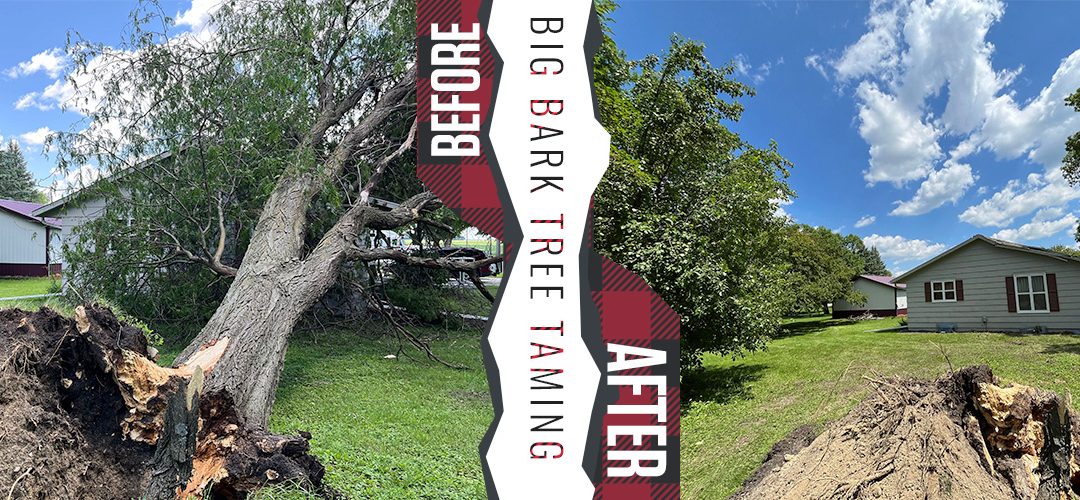 Tree Services Willmar MN Before After 21