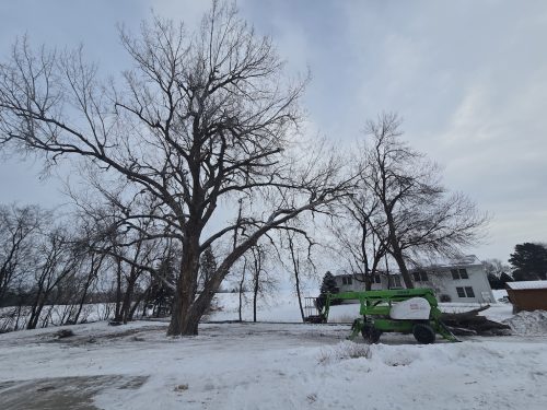 Sioux Falls Tree Services 10