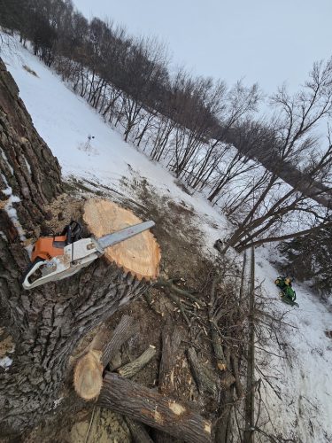 Sioux Falls Tree Services 11