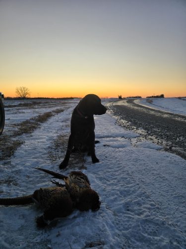 Sioux Falls Tree Services 16