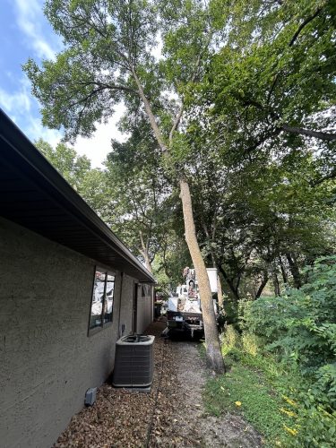 Sioux Falls Tree Services 2