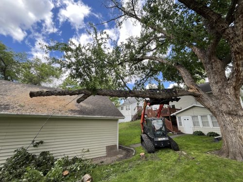 Sioux Falls Tree Services 4