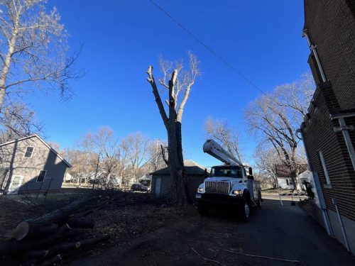 Tree Services Willman MN Photo Dec 07 2023, 11 03 07 AM