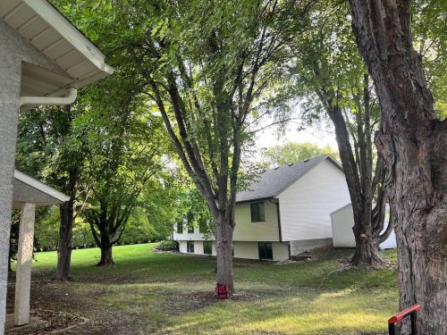 Tree Services Willman MN Photo Sep 19 2023, 8 18 52 AM