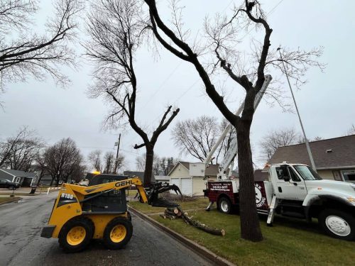 Tree Services Willmar MN IMG 2678