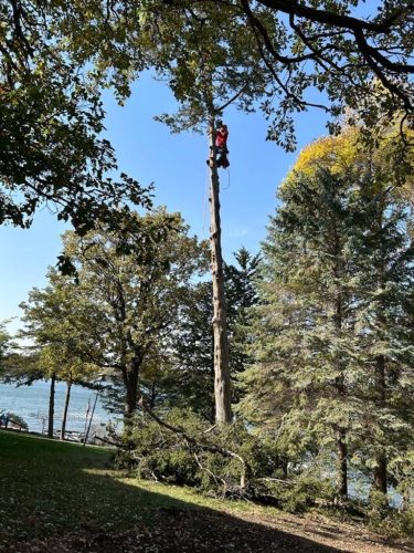 Tree Services Willmar MN IMG 5424