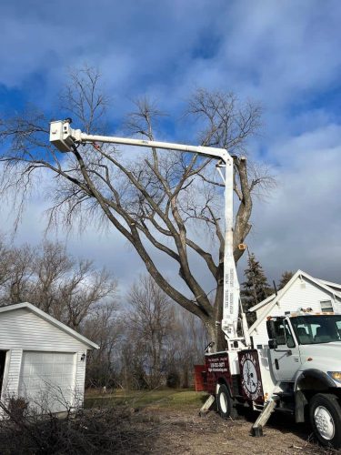 Tree Services Willmar MN IMG 8175