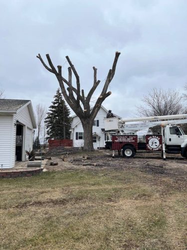 Tree Services Willmar MN IMG 8176