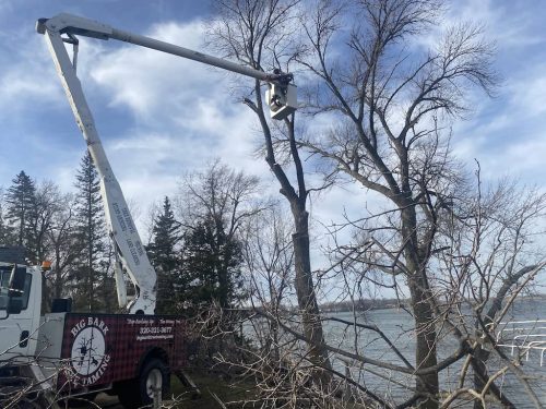Tree Services Willmar MN Photo Nov 16 2023, 10 20 28 AM
