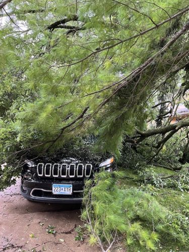 Tree Services Willmar Mn Gallery 2025 10 15 2