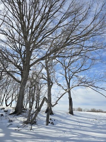 3Tree-Services-Willmar-MN-02-09-26-00