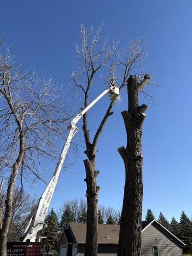 Sioux-Falls-Tree-Services-8