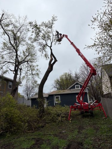Tree-Removal-Clara-City-MN-1 (1)