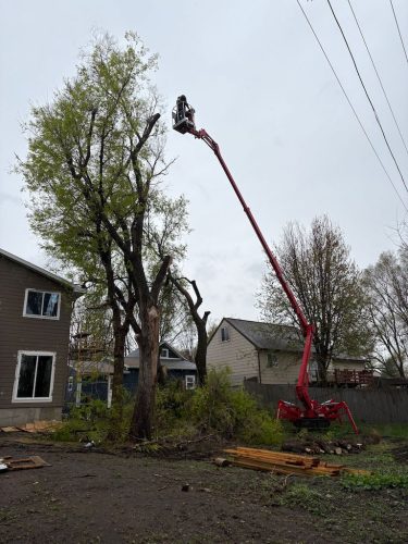 Tree-Removal-Clara-City-MN-2 (1)