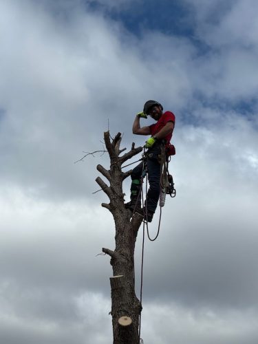 Tree-Removal-Clara-City-MN (1)