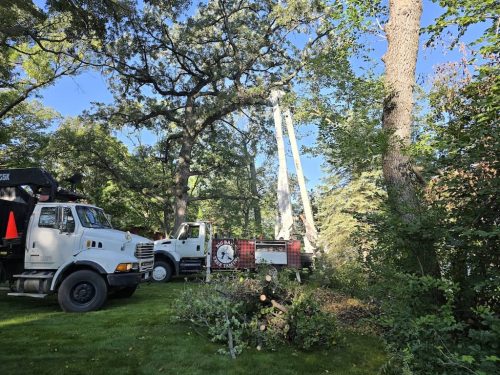 Tree-Service-Sioux-Falls-SD-4