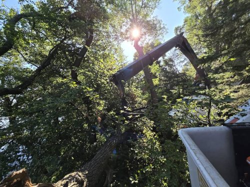Tree-Service-Sioux-Falls-SD-5