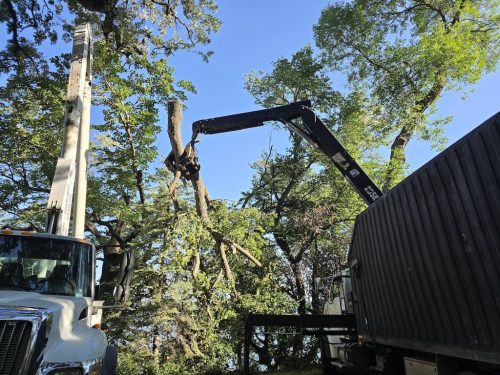 Tree-Service-Sioux-Falls-SD-7