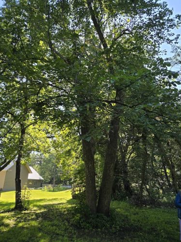 Tree-Service-Sioux-Falls-SD-9