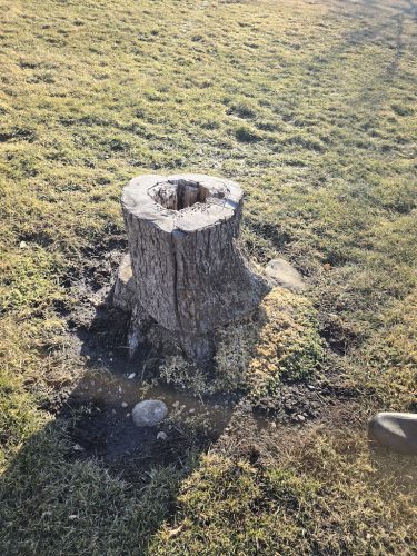 Tree-Services-Sioux-Falls-SD-292