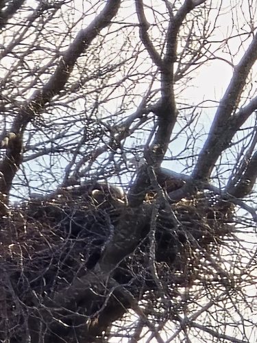 Tree-Services-Sioux-Falls-SD-294