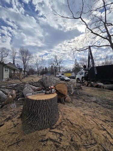 Tree-Services-Sioux-Falls-SD-295