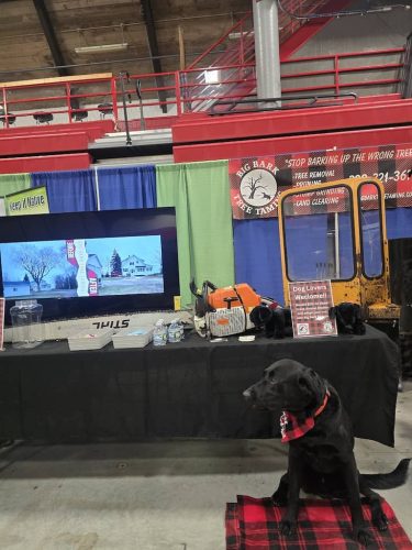 Tree-Services-Spicer-MN-305