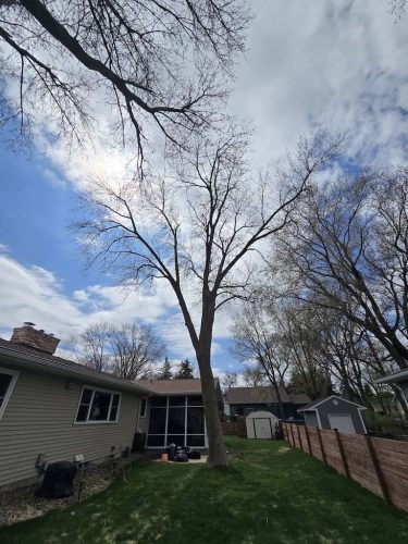 Tree-Services-Spicer-MN-316