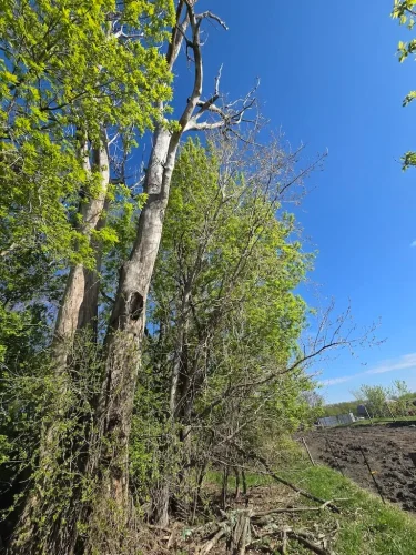 Tree-Services-Spicer-MN-5.14.26-4