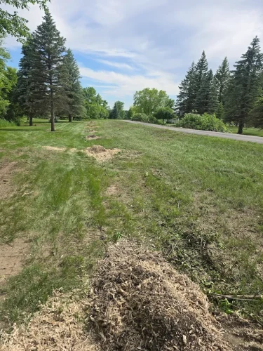 Tree-Services-Spicer-MN-6-15-26-003