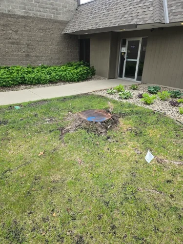 Tree-Services-Spicer-MN-6-15-26-005