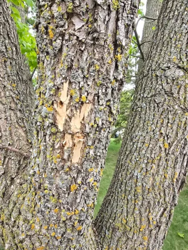 Tree-Services-Spicer-MN-6.2.26-1