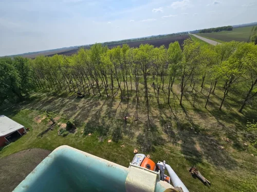 Tree-Services-Spicer-MN-6.2.26-3