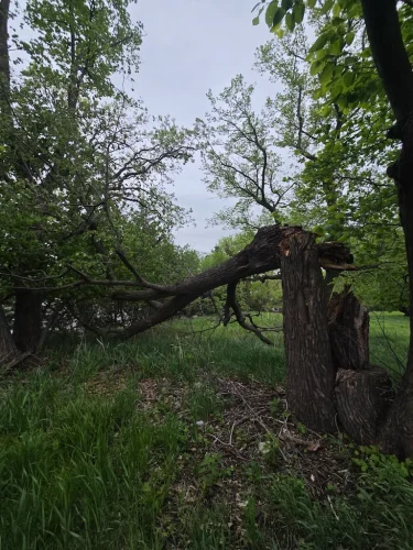 Tree-Services-Spicer-MN-6.2.26-5