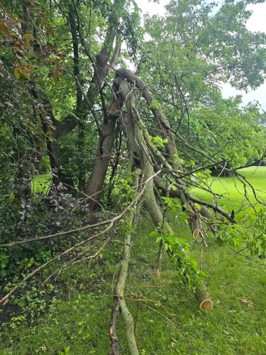 Tree-Services-Spicer-MN-7-1-26-002