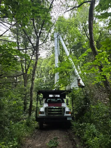 Tree-Services-Spicer-MN-8-31-26-1