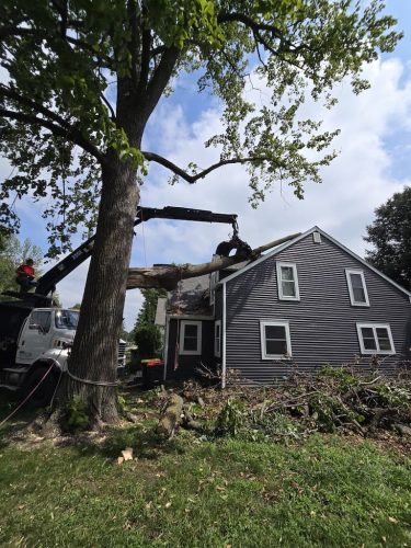 tree-services-willmar-mn-gallery-1558215093242675971 (1)