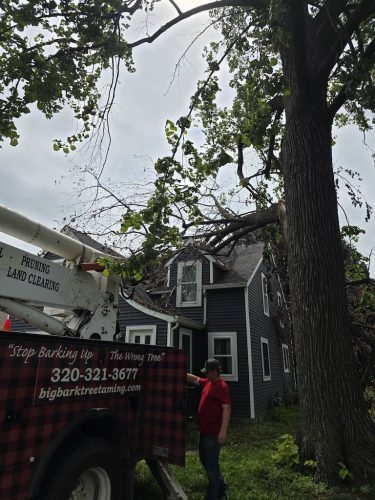 tree-services-willmar-mn-gallery-1720055061388668500 (1)