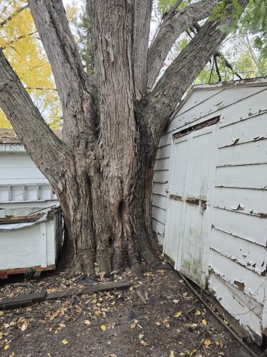 tree-services-willmar-mn-gallery-2025-10-30-1