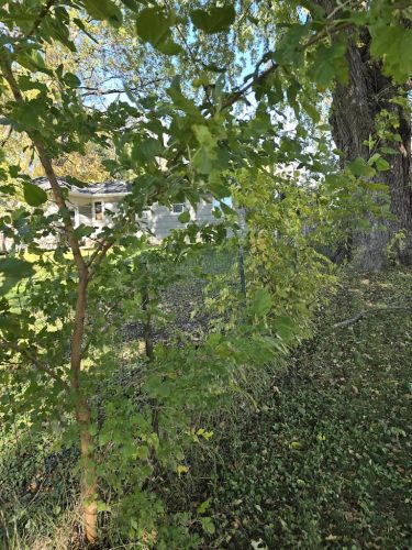 tree-services-willmar-mn-gallery-2025-10-30-3