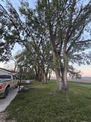 tree-services-willmar-mn-gallery-2025-10-30-4