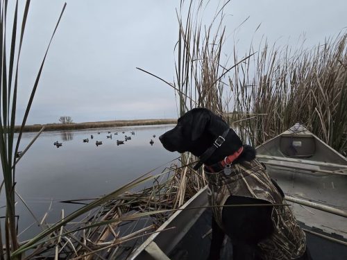 tree-services-willmar-mn-gallery-2025-10-30-5