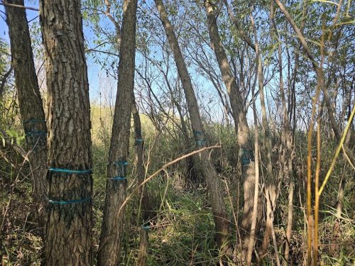 tree-services-willmar-mn-gallery-20250926 101326 (1)