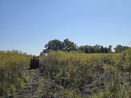 tree-services-willmar-mn-gallery-20250926 111555 (1)