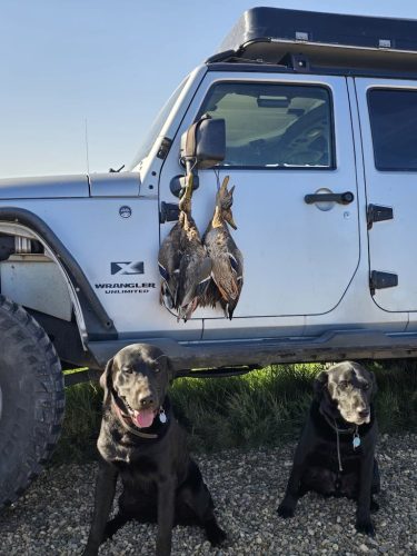 tree-services-willmar-mn-gallery-20250927 095413 (1)