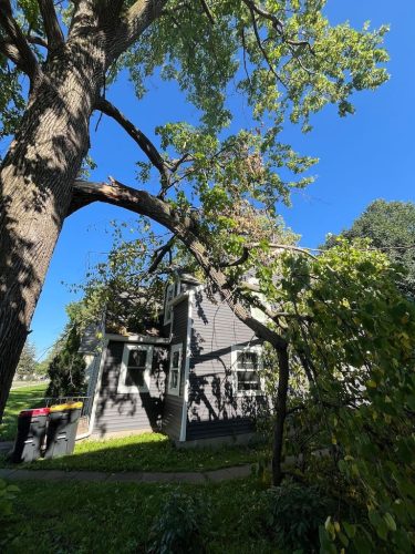 tree-services-willmar-mn-gallery-IMG 5001 (1)