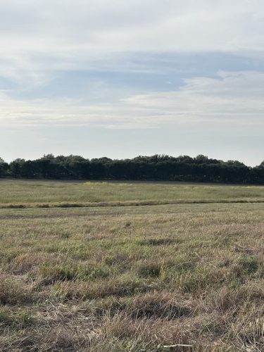 tree-services-willmar-mn-gallery-Photo-Oct-01-2025-4-42-08-PM