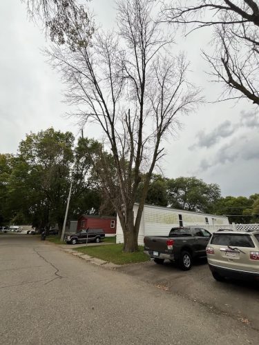 tree-services-willmar-mn-gallery-Photo-Sep-17-2025-9-40-01-AM